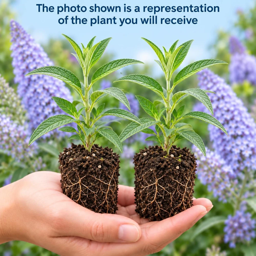 Set of 2 Light Blue Butterfly Bush Live Plants, Buddleia Shrubs, 4-6 Inches Tall, Outdoor - Image 3