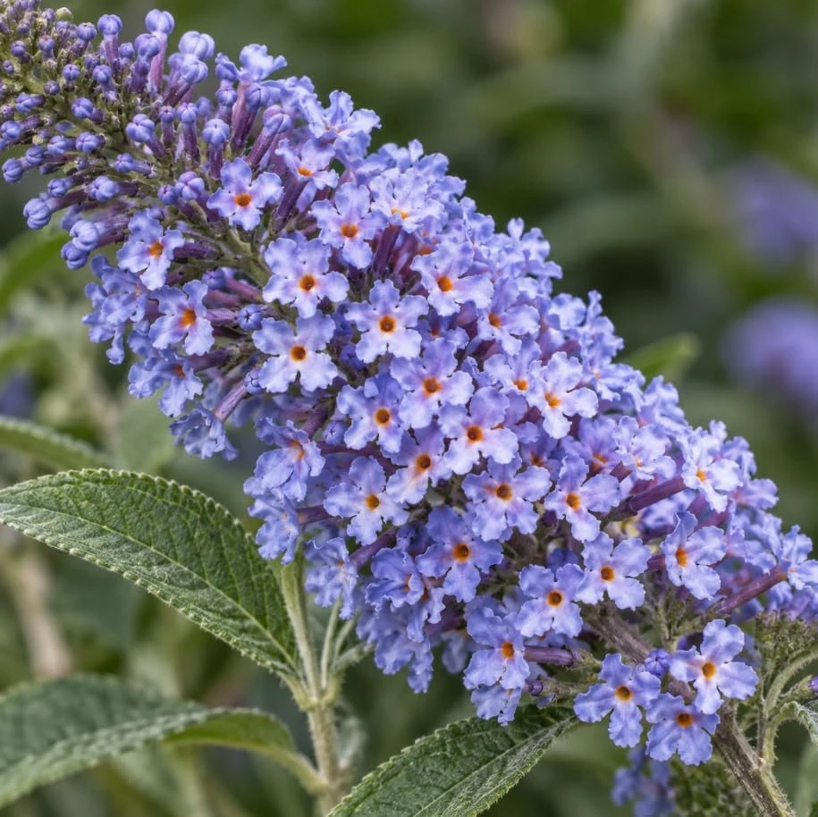 Set of 2 Light Blue Butterfly Bush Live Plants, Buddleia Shrubs, 4-6 Inches Tall, Outdoor - Image 7