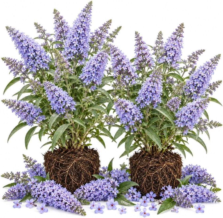 Set of 2 Light Blue Butterfly Bush Live Plants, Buddleia Shrubs, 4-6 Inches Tall, Outdoor - Image 1