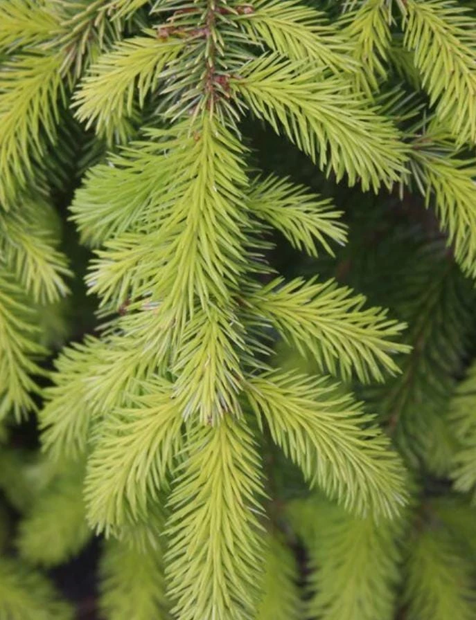 Set of 2 Live Sitka Spruce Trees – Hardy Evergreen Conifer Plants – 6-10" Tall Outdoor - Image 10