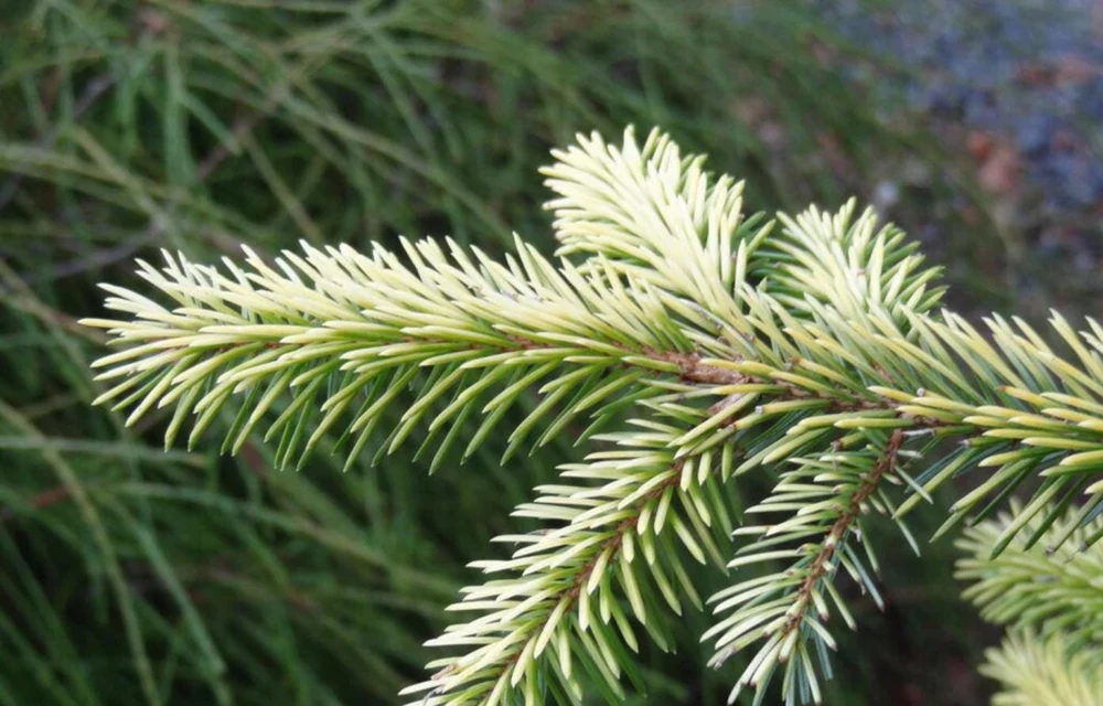 Set of 2 Live Sitka Spruce Trees – Hardy Evergreen Conifer Plants – 6-10" Tall Outdoor - Image 11