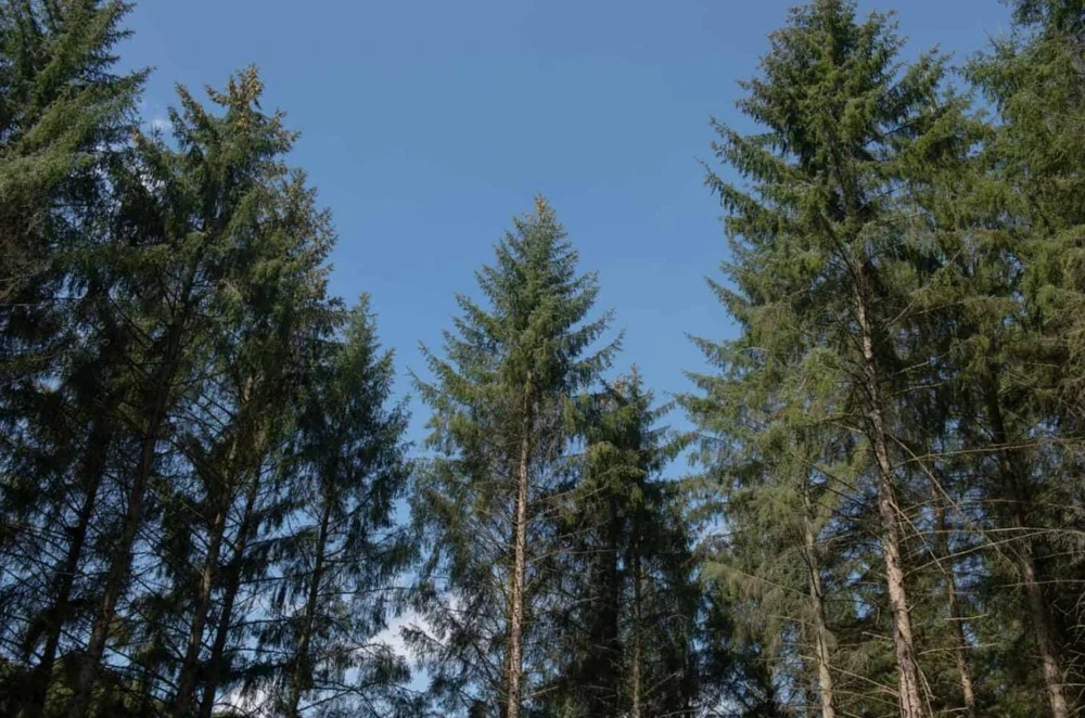 Set of 2 Live Sitka Spruce Trees – Hardy Evergreen Conifer Plants – 6-10" Tall Outdoor - Image 2