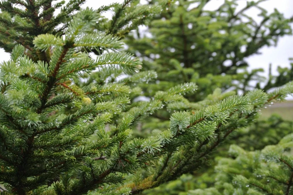 Set of 2 Live Sitka Spruce Trees – Hardy Evergreen Conifer Plants – 6-10" Tall Outdoor - Image 3
