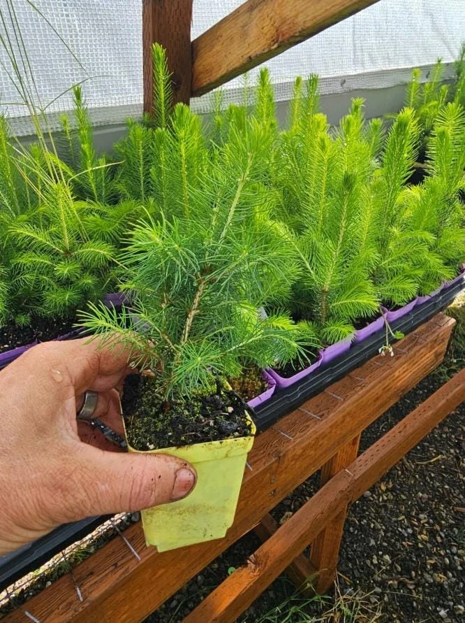 Set of 2 Live Sitka Spruce Trees – Hardy Evergreen Conifer Plants – 6-10" Tall Outdoor - Image 6