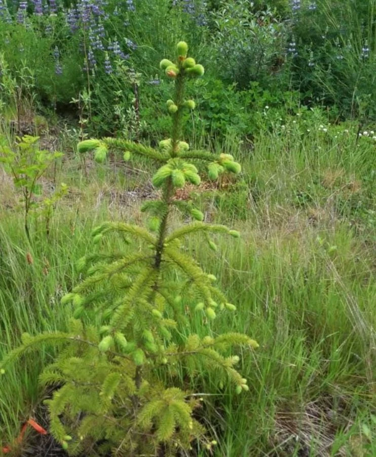 Set of 2 Live Sitka Spruce Trees – Hardy Evergreen Conifer Plants – 6-10" Tall Outdoor - Image 7