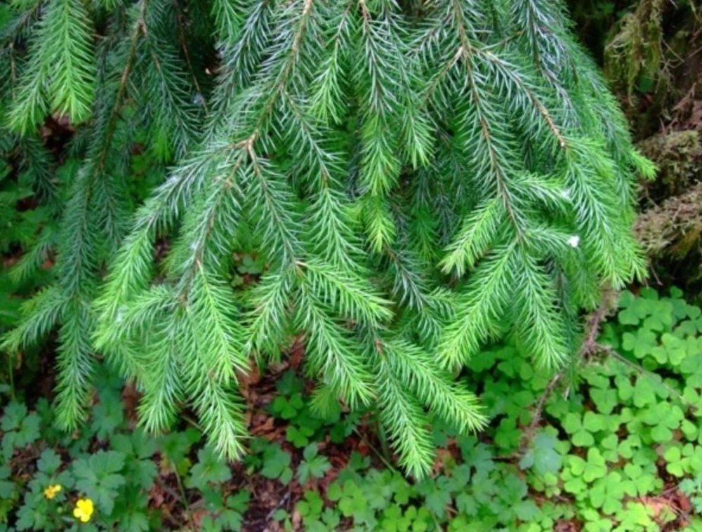 Set of 2 Live Sitka Spruce Trees – Hardy Evergreen Conifer Plants – 6-10" Tall Outdoor - Image 8
