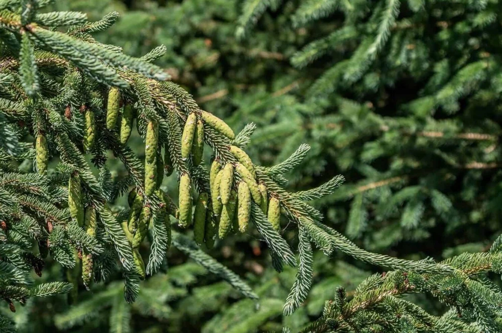 Set of 2 Live Sitka Spruce Trees – Hardy Evergreen Conifer Plants – 6-10" Tall Outdoor - Image 9