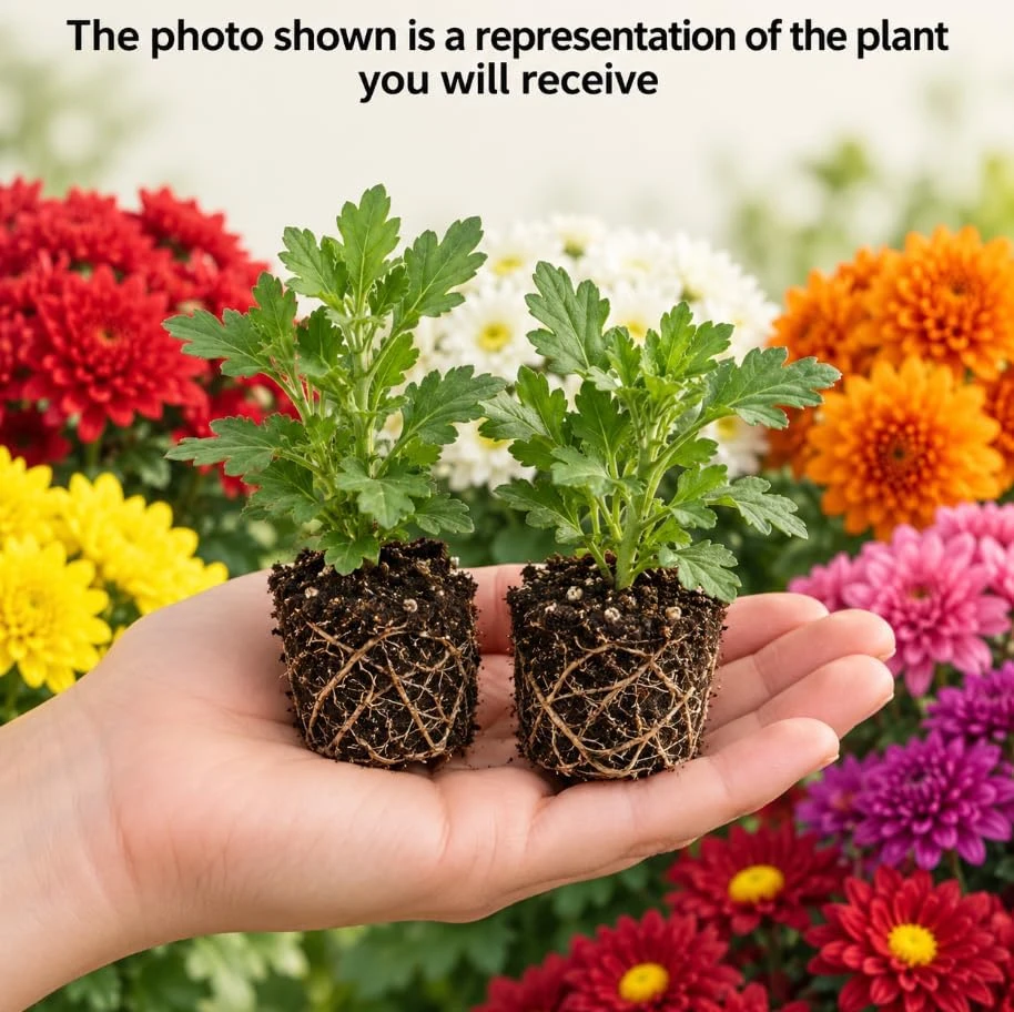 Set of 2 Mixed Mum Live Plants, 4-6 Inches Tall, Hardy Chrysanthemum Flowers for Garden & Containers - Image 3