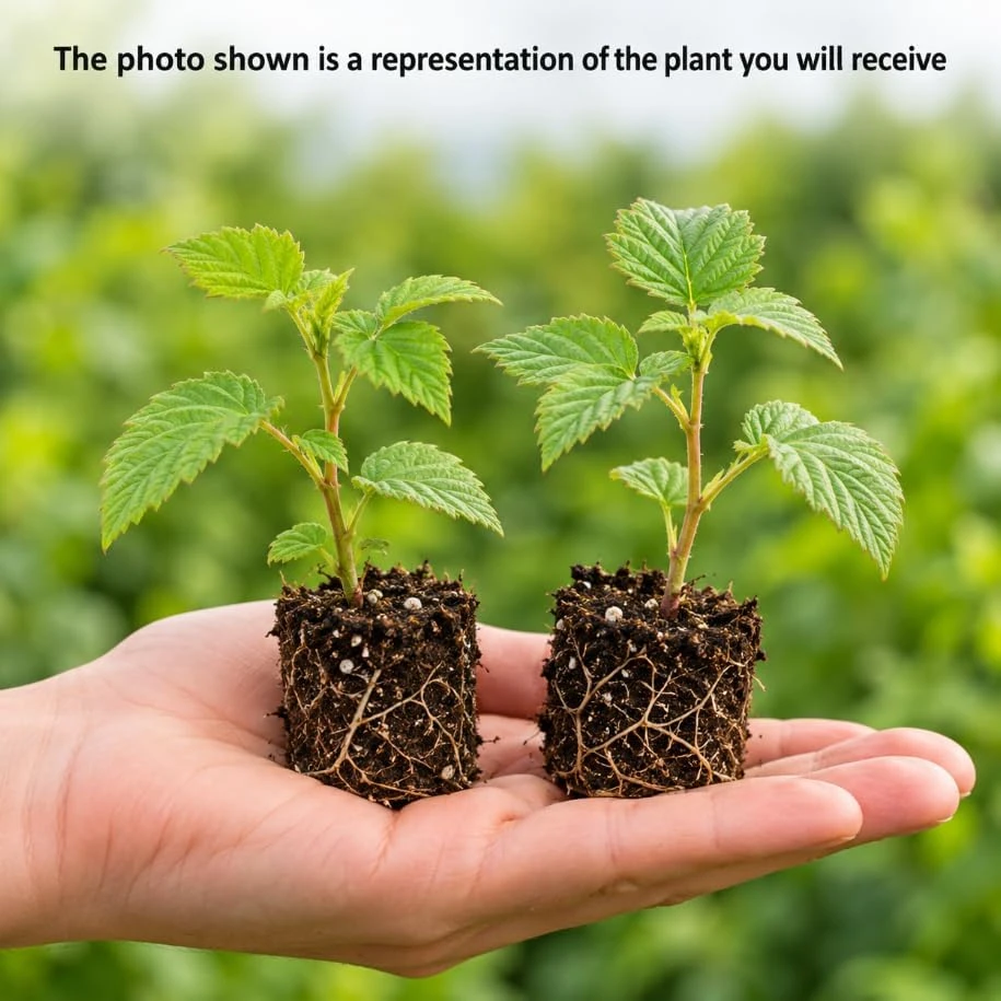 Set of 2 Mixed Raspberry Live Plants, 4-7 Inches, Well Rooted Berry Bushes for Outdoor Gardens - Image 3