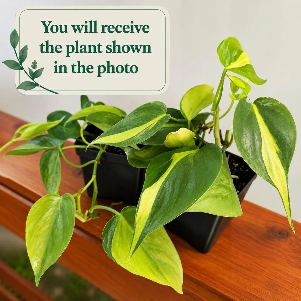 Set of 2 Philodendron Brasil Live Plants – Heartleaf Tropical – 5-8 Inch Tall – 4 Inch Pot – Indoor - Image 2