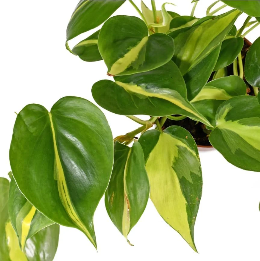Set of 2 Philodendron Brasil Live Plants – Heartleaf Tropical – 5-8 Inch Tall – 4 Inch Pot – Indoor - Image 3