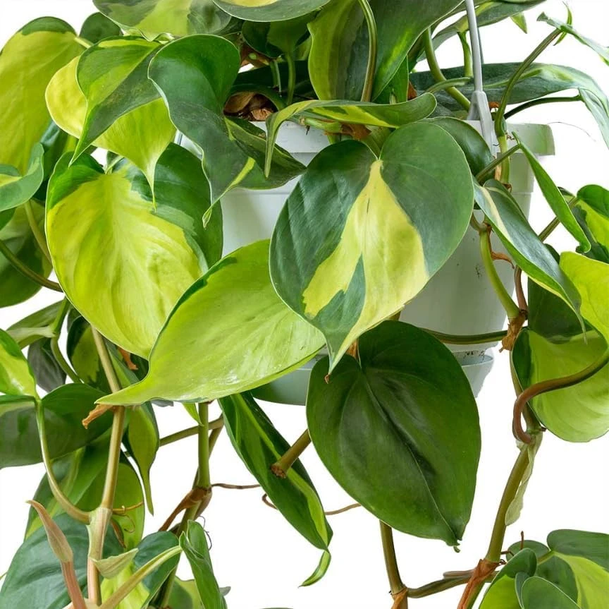 Set of 2 Philodendron Brasil Live Plants – Heartleaf Tropical – 5-8 Inch Tall – 4 Inch Pot – Indoor - Image 4