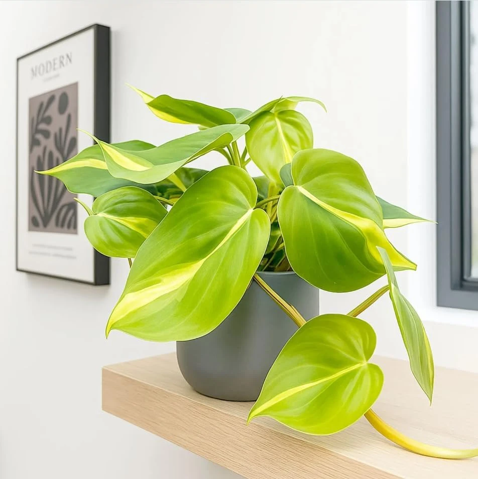 Set of 2 Philodendron Brasil Live Plants – Heartleaf Tropical – 5-8 Inch Tall – 4 Inch Pot – Indoor - Image 5