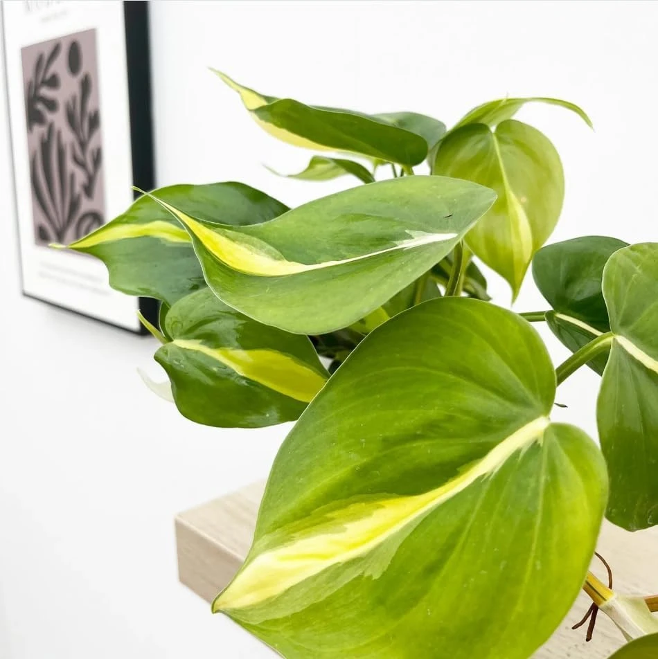 Set of 2 Philodendron Brasil Live Plants – Heartleaf Tropical – 5-8 Inch Tall – 4 Inch Pot – Indoor - Image 6