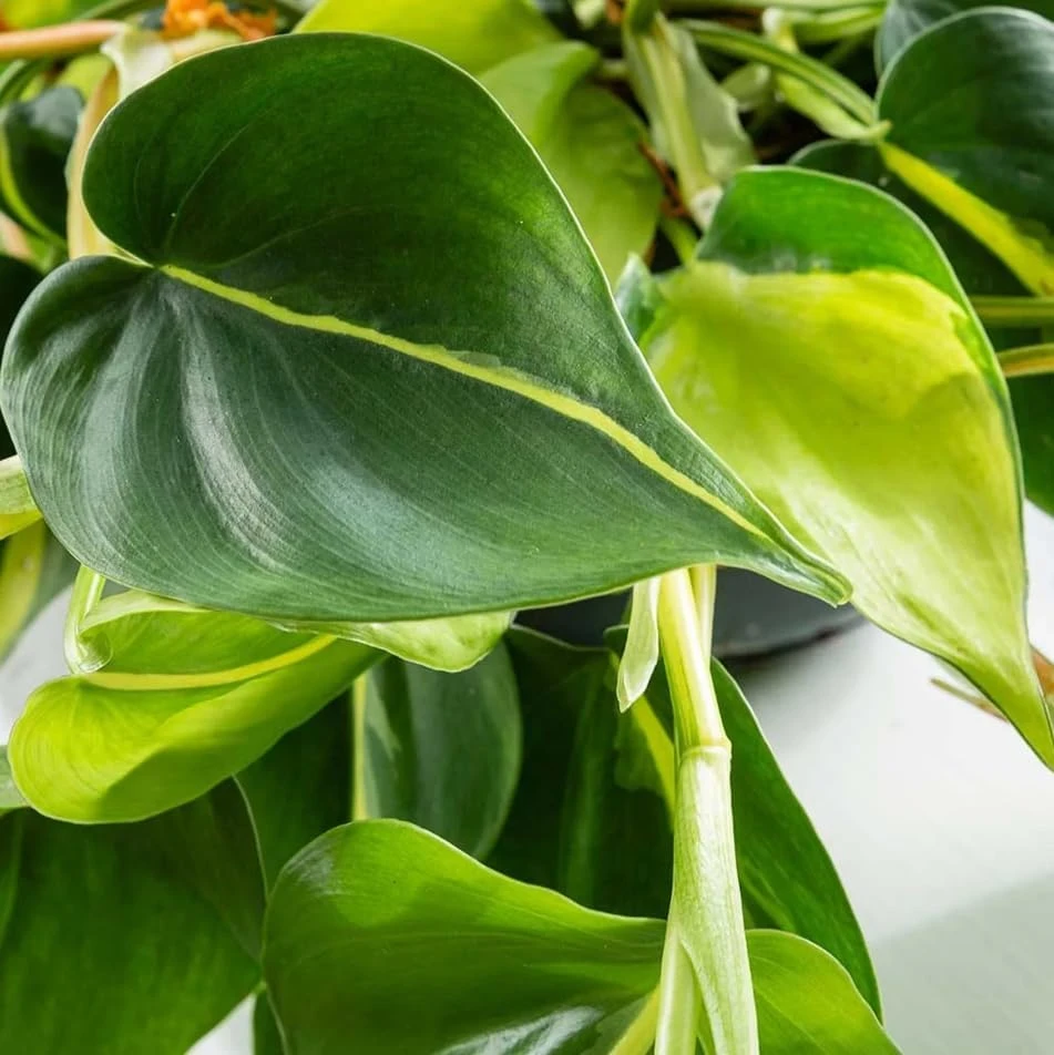 Set of 2 Philodendron Brasil Live Plants – Heartleaf Tropical – 5-8 Inch Tall – 4 Inch Pot – Indoor - Image 7