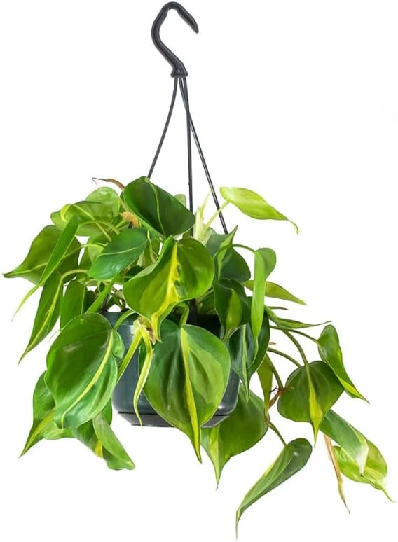 Set of 2 Philodendron Brasil Live Plants – Heartleaf Tropical – 5-8 Inch Tall – 4 Inch Pot – Indoor - Image 8