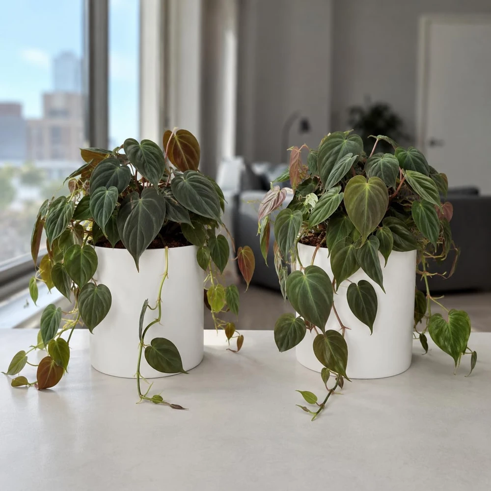 Set of 2 Philodendron Micans Live Plants - Velvet Leaf Vining Houseplants, 5-8 Inches Tall in 4 Inch Pots - Image 1