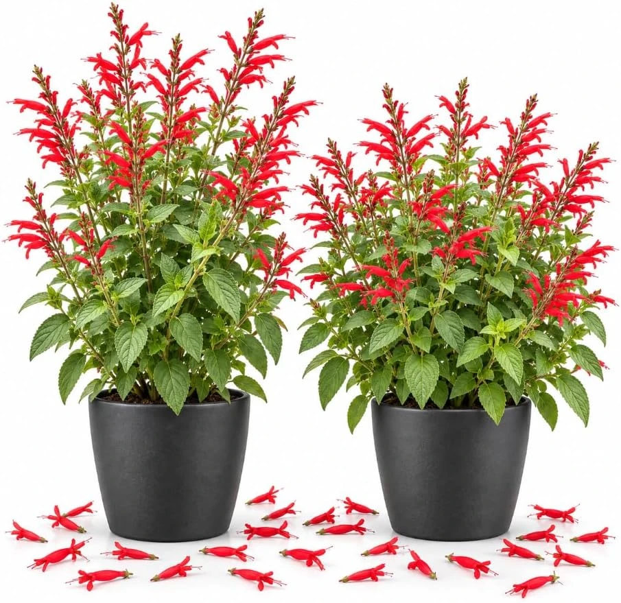 Set of 2 Pineapple Sage Live Plants, 4-7 inches tall, Red Flowering Fragrant Herb - Image 1
