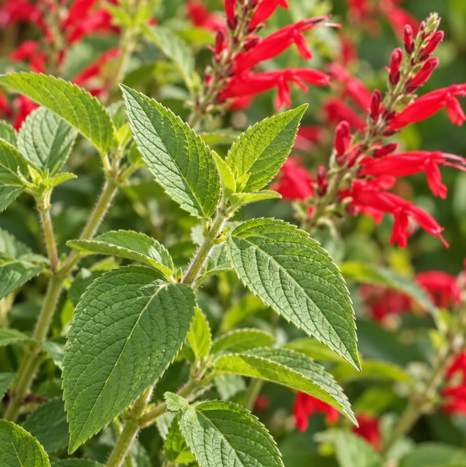 Set of 2 Pineapple Sage Live Plants, 4-7 inches tall, Red Flowering Fragrant Herb - Image 7