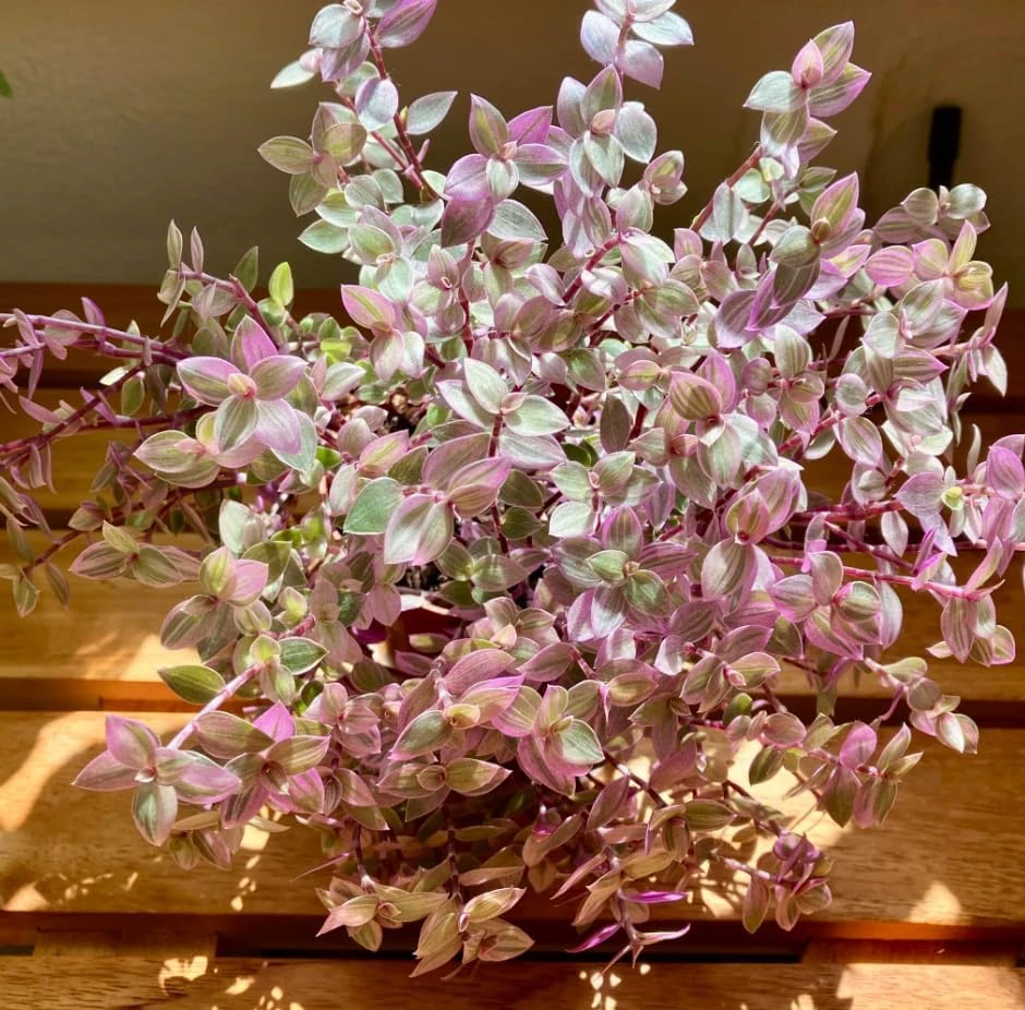 Set of 2 Pink Callisia Repens Live Plants, 5-8 Inches, 4 Inch Pots, Indoor - Image 4