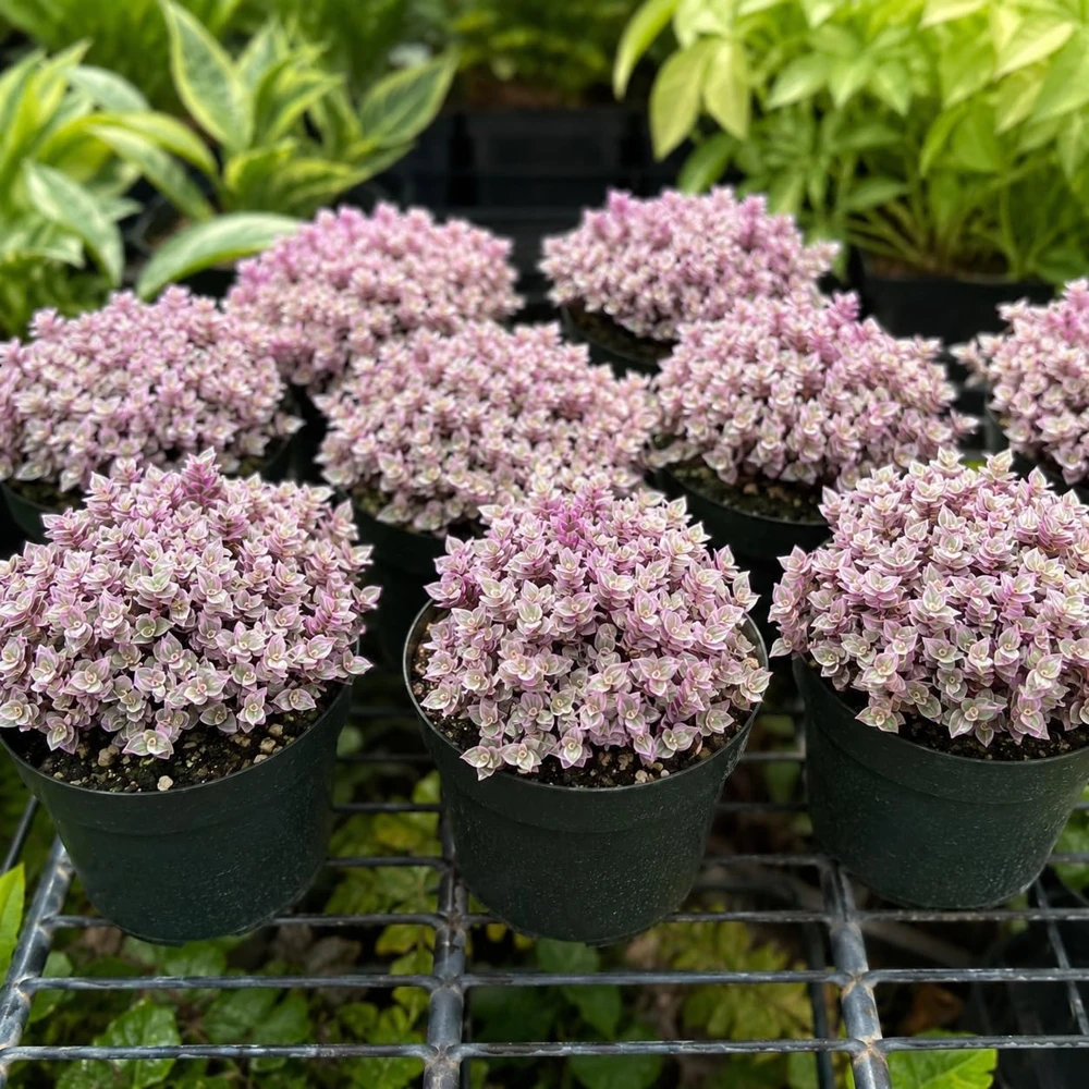 Set of 2 Pink Callisia Repens Live Plants, 5-8 Inches, 4 Inch Pots, Indoor - Image 5