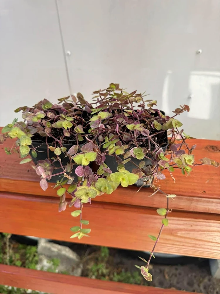 Set of 2 Pink Callisia Repens Live Plants, 5-8 Inches, 4 Inch Pots, Indoor - Image 6