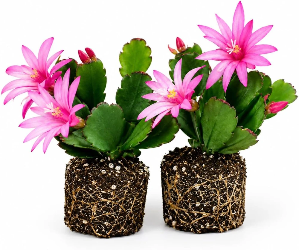 Set of 2 Pink Easter Cactus Live Plants – Houseplant 4-8 Inch Tall - Image 1