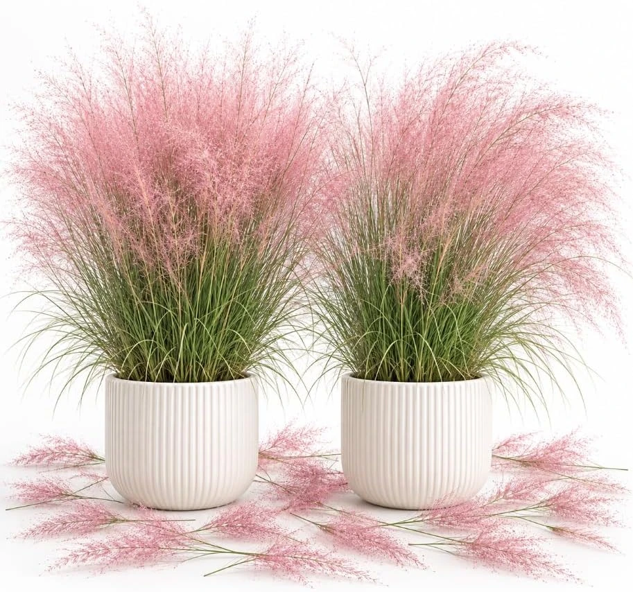 Set of 2 Pink Muhly Grass Live Plants, 4-7 Inch Tall Starter, Perennial Ornamental Grass - Image 1