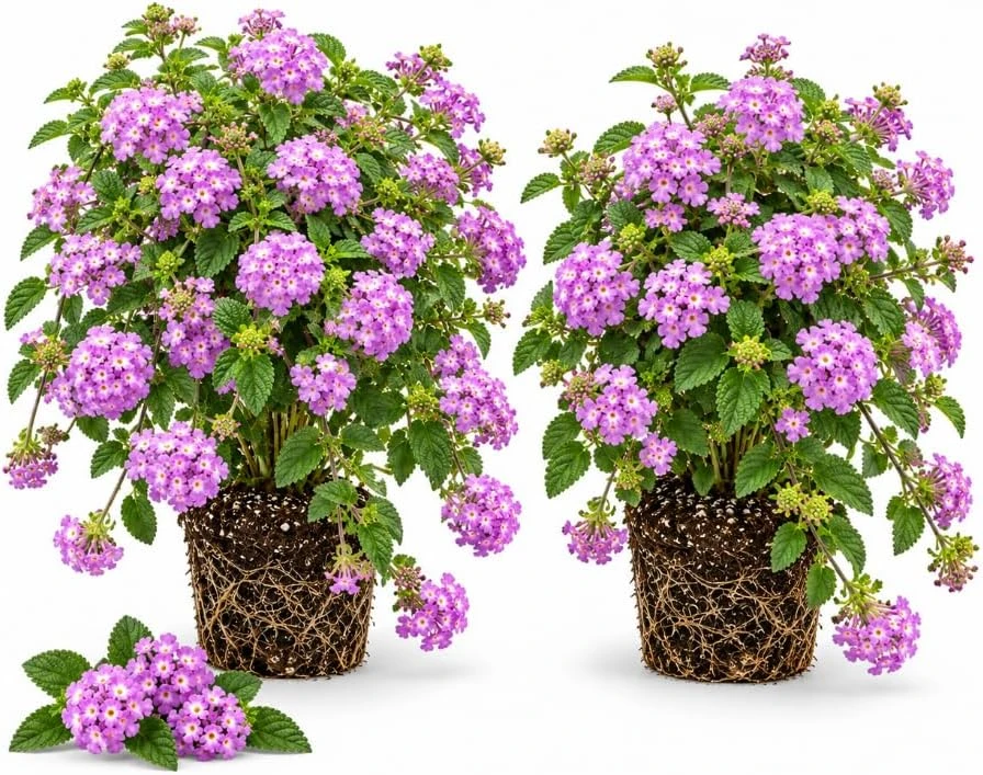 Set of 2 Purple Lantana Live Plants, 4-7 Inch Tall Perennial Flowering Plants for Outdoor - Image 1