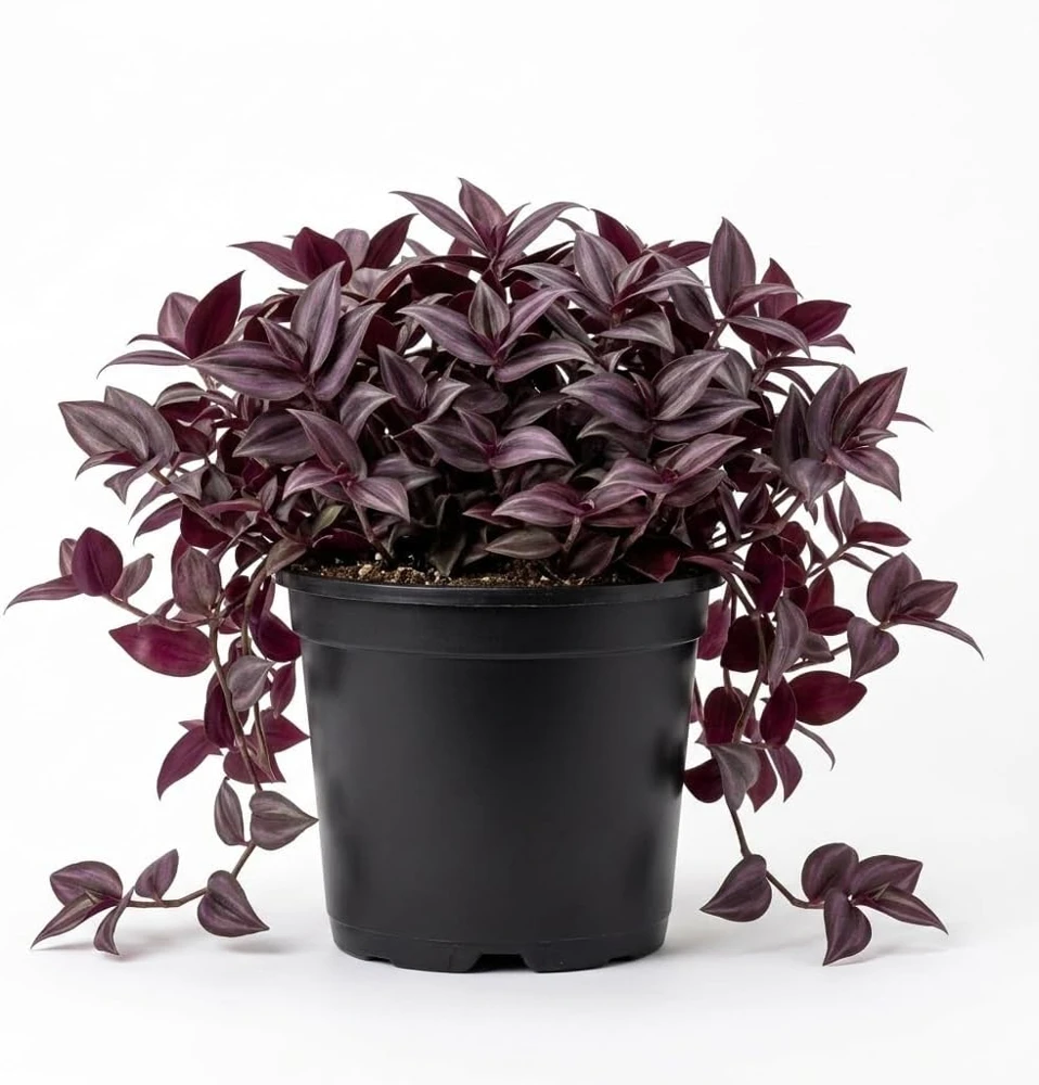 Set of 2 Purple Tradescantia Zebrina Live Plants, 5-8 Inch, 4 Inch Pot, Indoor Houseplant - Image 1
