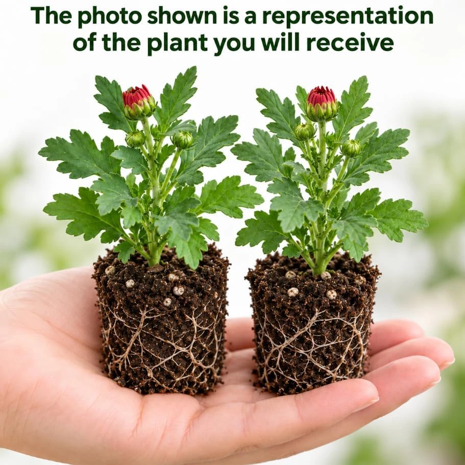 Set of 2 Red Chrysanthemum Live Plants, 4-6 Inches Tall, Outdoor Garden Mums - Image 3