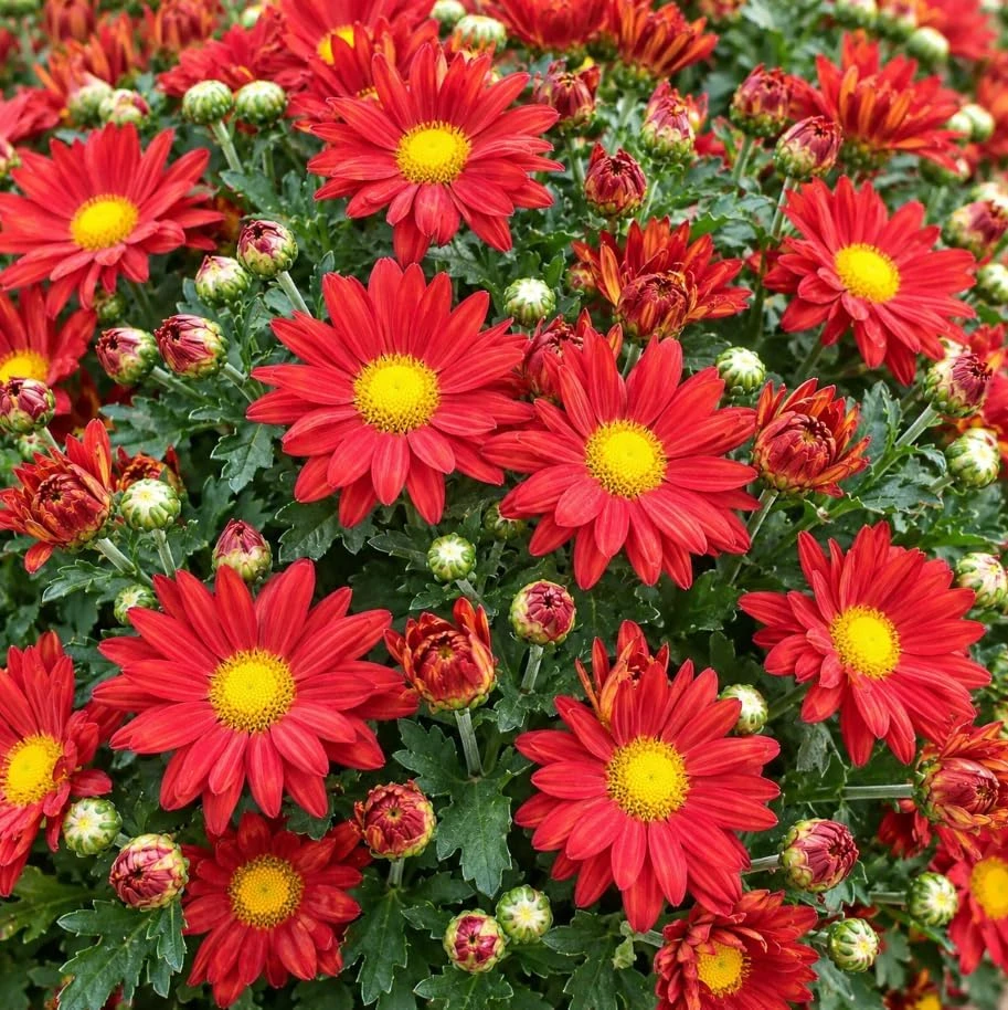 Set of 2 Red Chrysanthemum Live Plants, 4-6 Inches Tall, Outdoor Garden Mums - Image 6