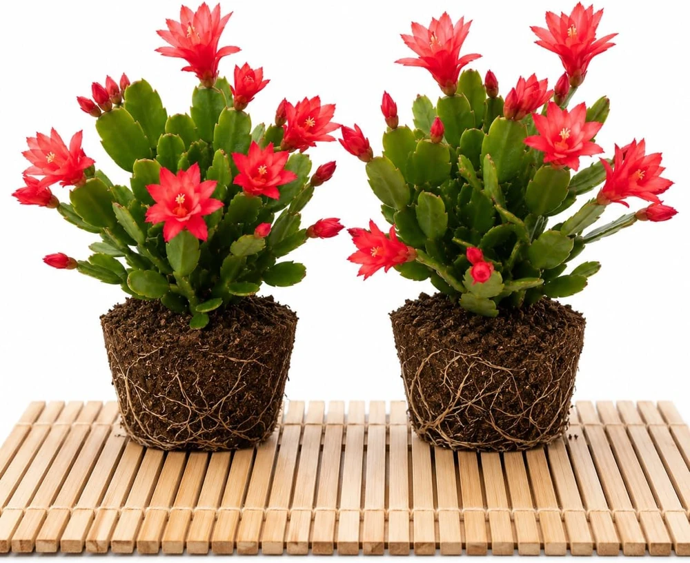 Set of 2 Red Easter Cactus Live Plants, 4-8 Inch Tall, Spring Blooming Houseplant - Image 1