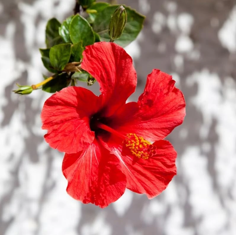Set of 2 Red Hibiscus Live Plants, Hardy Tropical Flowering Shrub, 4-8 Inch Tall - Image 6