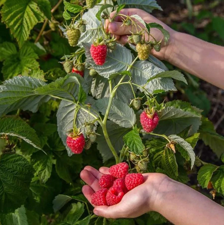 Set of 2 Red Raspberry Live Plants (Rubus idaeus) – 5-inch Pots – Edible Fruit Canes for Gardens & Containers - Image 1