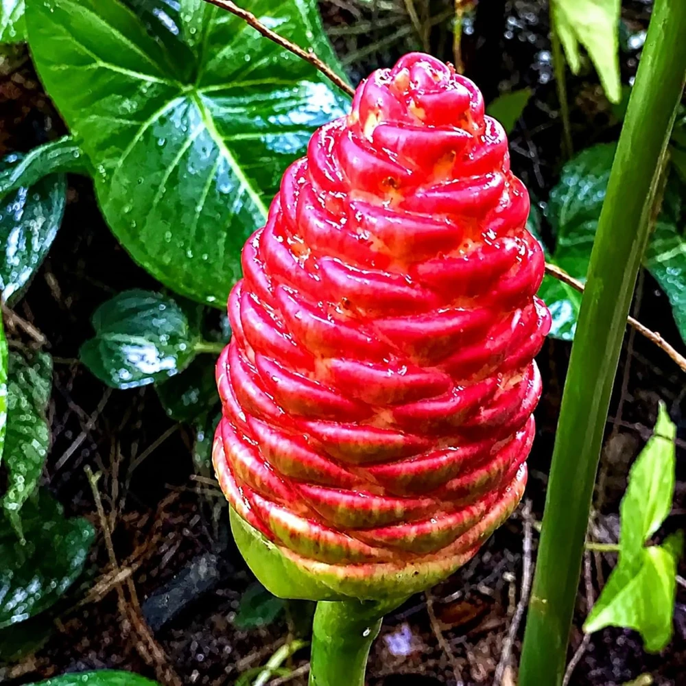 Set of 2 Shampoo Ginger Plants Live, Zingiber Zerumbet, 4-8 Inch Tall, Outdoor - Image 6
