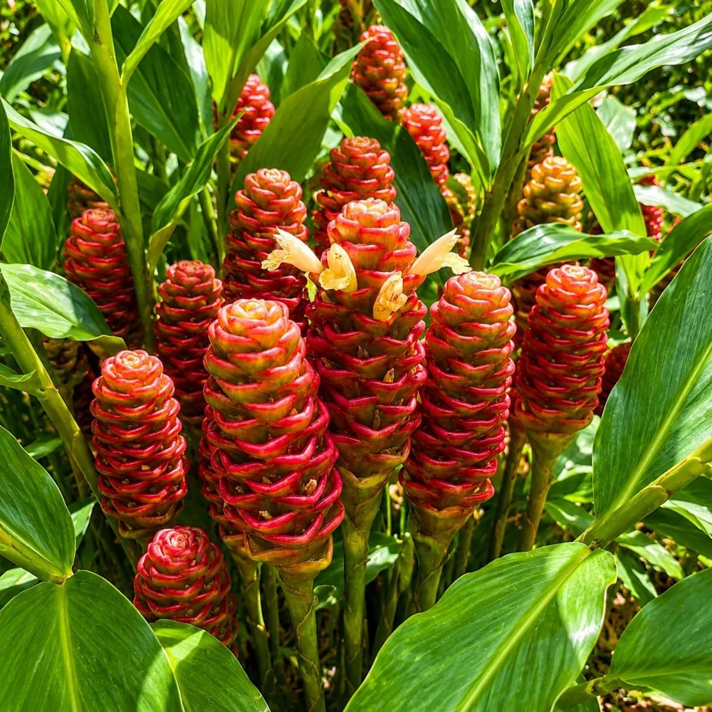 Set of 2 Shampoo Ginger Plants Live, Zingiber Zerumbet, 4-8 Inch Tall, Outdoor - Image 7