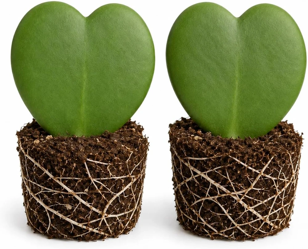 Set of 2 Sweetheart Hoya Live Plants - Heart Leaf Hoya Succulents, 4-8 Inch Tall - Image 1