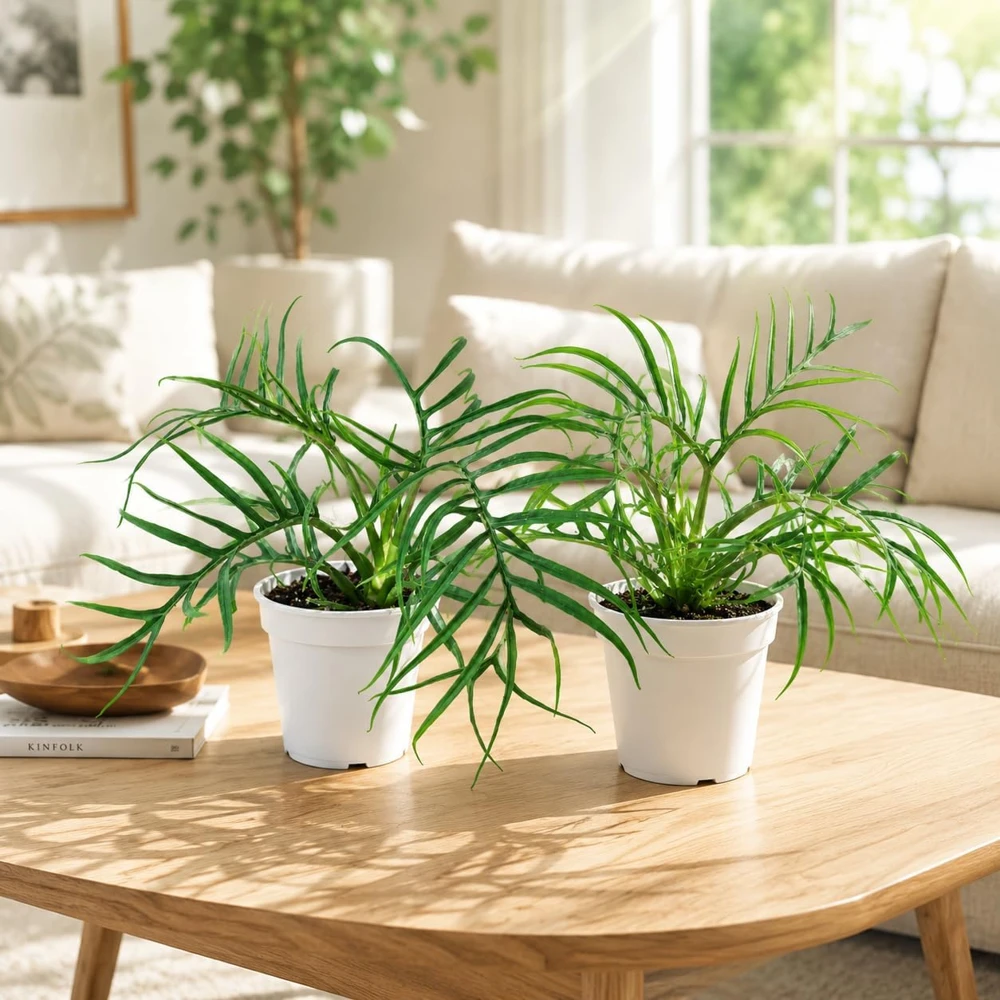Set of 2 Tortum Philodendron Live Plants, 4-8 Inch Tall, Houseplant for Living Room - Image 1