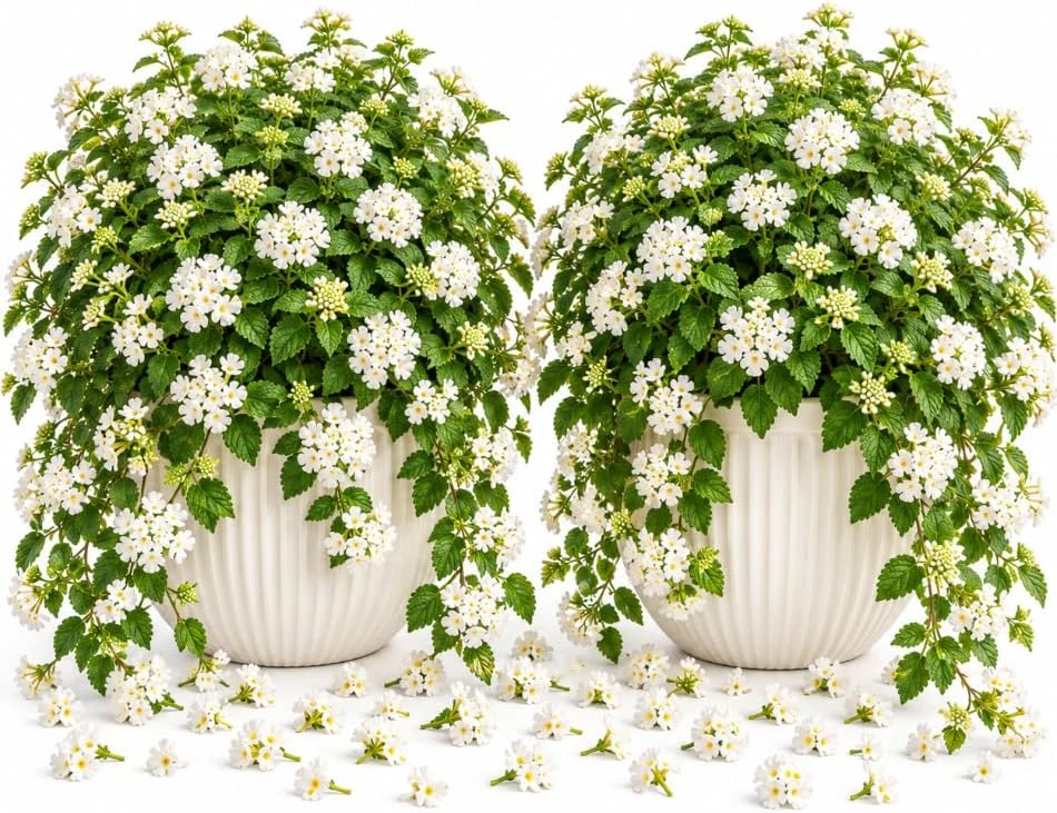 Set of 2 Trailing White Lantana Live Plants, 4-7 Inch, for Baskets & Ground Cover - Image 1