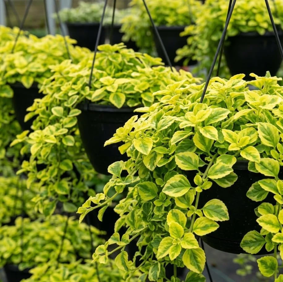 Set of 2 Variegated Swedish Ivy Live Plants, Plectranthus Mints, 2 Inch Pot, Indoor/Outdoor - Image 1