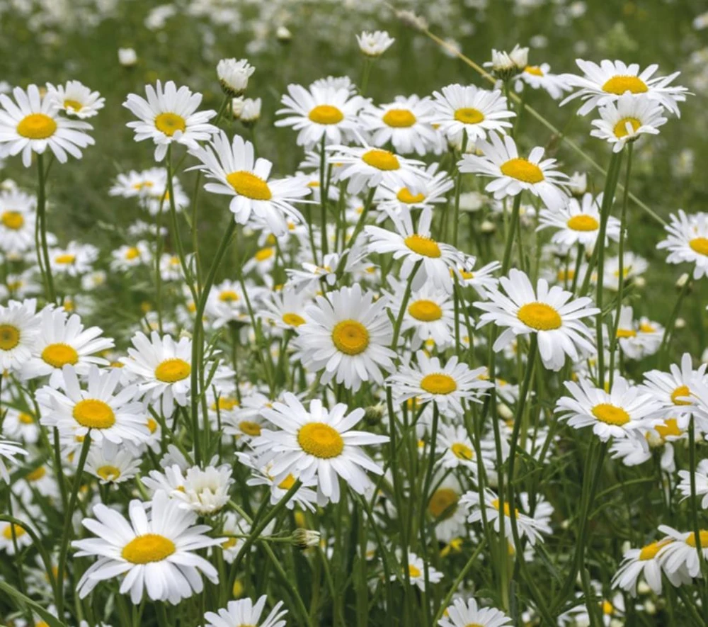 Set of 2 White Daisy Live Plants – Perennial Flowers for Pollinators, Containers & Gardens - Image 1
