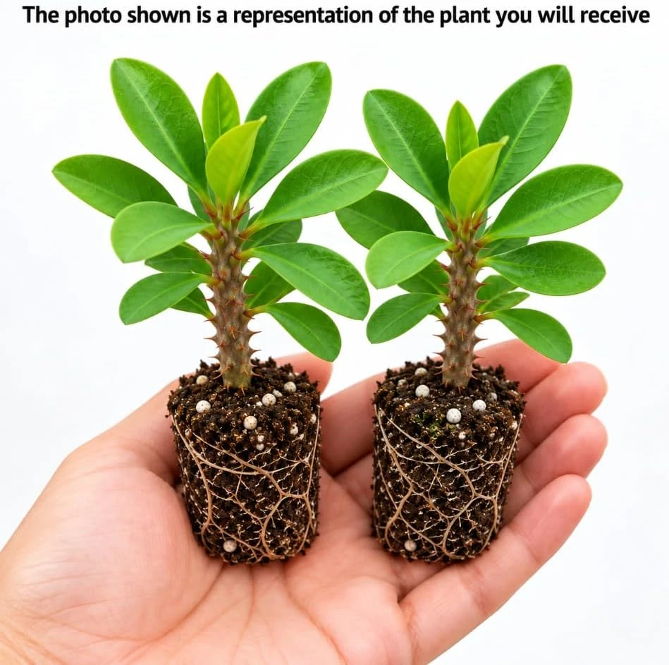 Set of 2 White Euphorbia Milii Live Plants 4-6 Inches Tall - Crown of Thorns Succulent for Indoor & Outdoor - Image 3