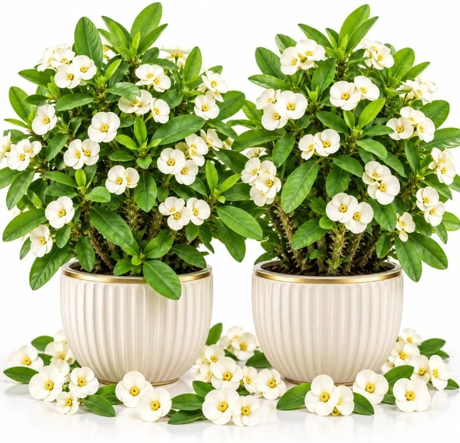 Set of 2 White Euphorbia Milii Live Plants 4-6 Inches Tall - Crown of Thorns Succulent for Indoor & Outdoor - Image 1