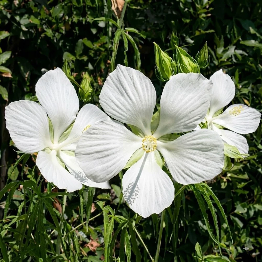 Set of 2 White Hibiscus Live Plants โ 4-8 Inch Tall Tropical Flowering Shrub - Image 3