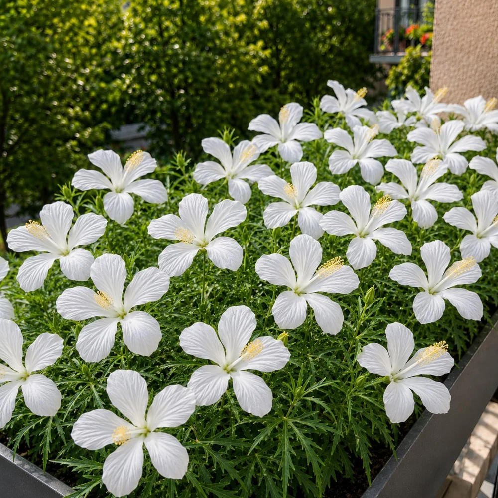 Set of 2 White Hibiscus Live Plants โ 4-8 Inch Tall Tropical Flowering Shrub - Image 4