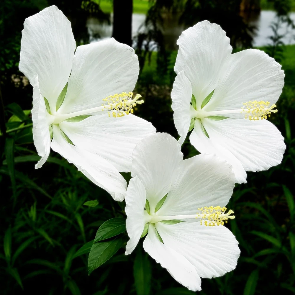 Set of 2 White Hibiscus Live Plants โ 4-8 Inch Tall Tropical Flowering Shrub - Image 6