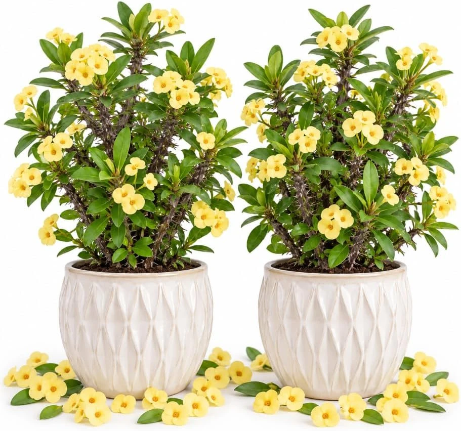 Set of 2 Yellow Euphorbia Milii Live Plants, 4-6 Inches Tall, Crown of Thorns Flowering Succulents, Indoor/Outdoor Tropical Houseplants - Image 1