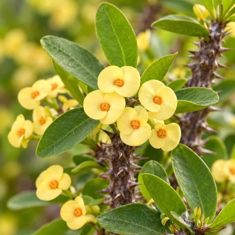 Set of 2 Yellow Euphorbia Milii Live Plants, 4-6 Inches Tall, Crown of Thorns Flowering Succulents, Indoor/Outdoor Tropical Houseplants - Image 4