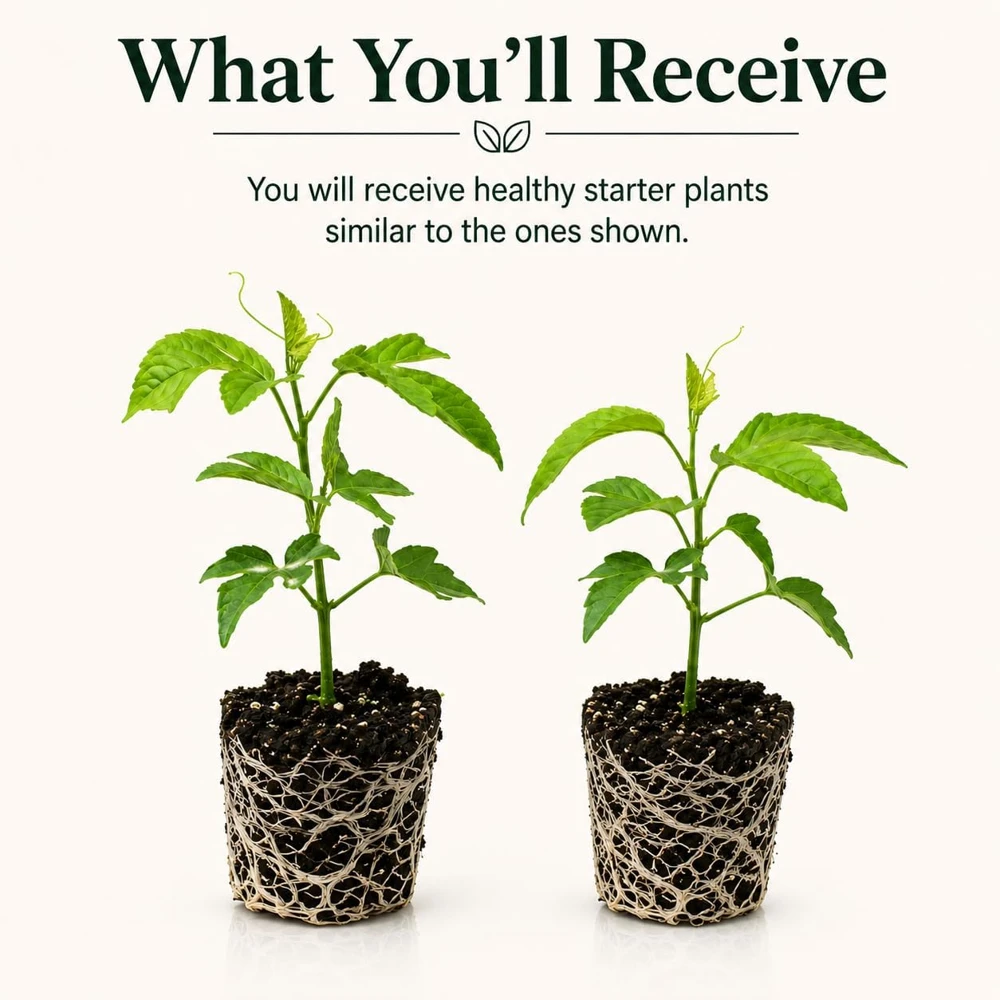 Set of 2 Yellow Passionfruit Live Plants for Planting, 4-8 Inch Tall - Image 2